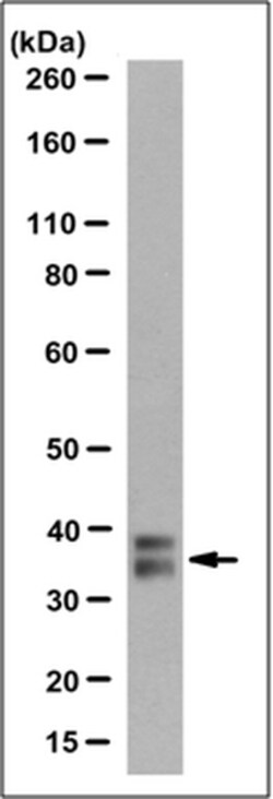 MilliporeSigma Mouse anti-Homeobox protein CDX-2, Clone: 7D9.1, 100&mu;g:Antibodies,